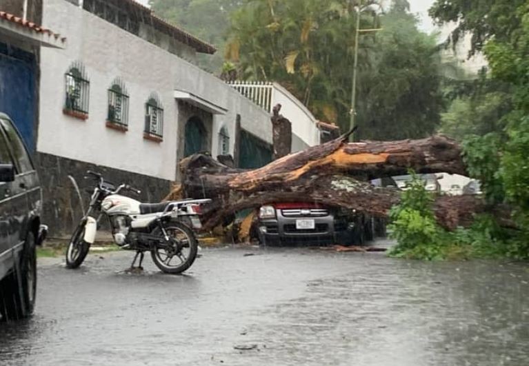 Gran árbol cayó sobre un vehículo en Macaracuay a causa de las lluvias del #25Jul (Fotos)