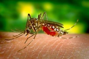 Al menos 4 personas contraen el virus del Nilo Occidental en Miami-Dade