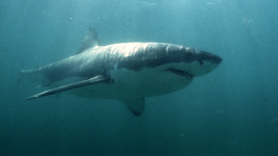 Se encontraron cara a cara con un gran tiburón blanco en las profundidades y lo filmaron (VIDEO)