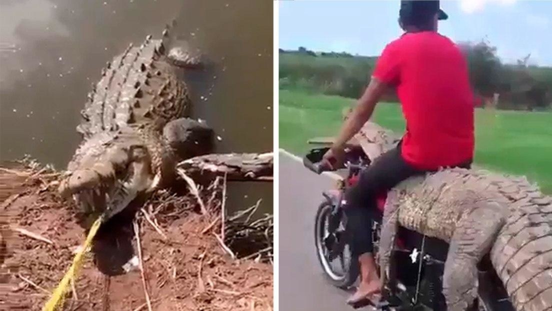 Captura de un caimán trasladado en una motocicleta causó indignación en México (VIDEO)