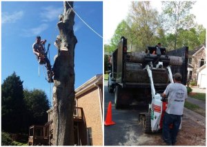 ¡Increíble!Latino triunfó en EEUU con el “negocio de los árboles”