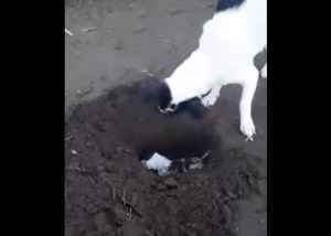 VIDEO: Perra cava una tumba para enterrar a su cachorro recién fallecido