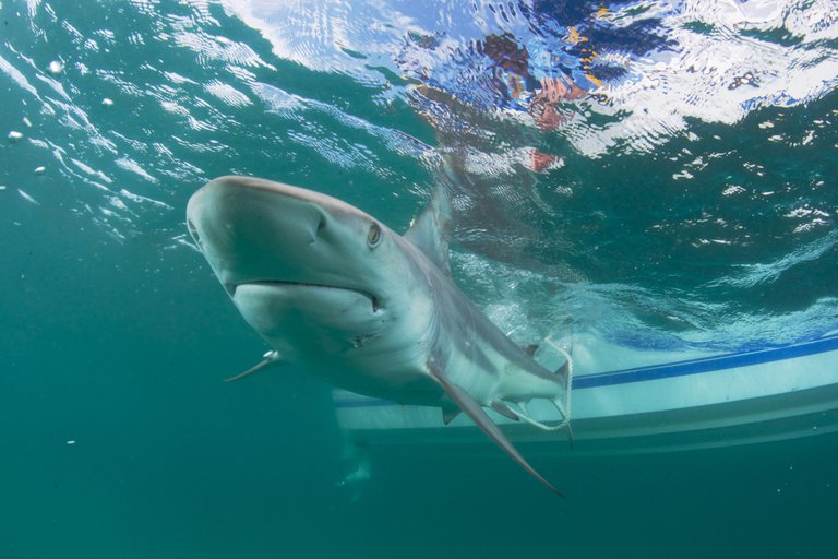 ¿Puede la vacuna contra el Covid-19 poner en peligro la vida de medio millón de tiburones?