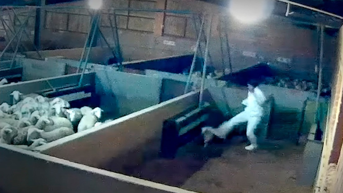 Con una cámara oculta, captan impactantes imágenes de maltrato animal en un matadero de España (VIDEO)
