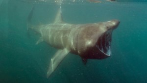 EN VIDEO: Se topó cara a cara con un tiburón de más de cinco metros al nadar en aguas con poca visibilidad