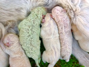 Nace un cachorro con pelaje verde en Cerdeña (FOTOS)