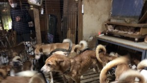 Hallan 164 perros en condiciones deplorables abarrotados en una pequeña casa en Japón (VIDEO)
