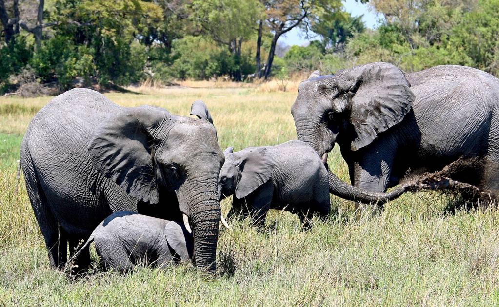 Parque nacional indio reanuda safaris de elefantes tras cierre por Covid-19