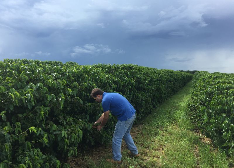 Sube la estimación para cosecha de café de Brasil a 69,5 millones de sacos