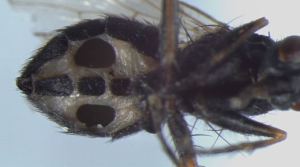Descubrieron unos hongos que convierten a las moscas en “zombis” y las devoran desde adentro