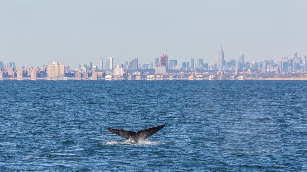 Grabaron ballena jorobada en el río Hudson cerca de Midtown Manhattan