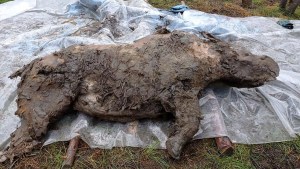 Descubren un rinoceronte lanudo de la Edad de Hielo en Siberia (fotos)