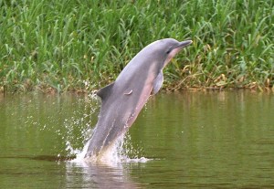 Incluyen al delfín gris en categoría “peligro de extinción” en Sudamérica