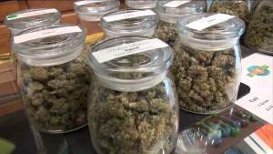 Florida legalizará el cannabis para adultos y revisará condenas relacionadas con la marihuana