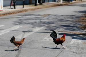 Funcionarios de Key West toman medidas contra personas que alimentan a los pollos salvajes