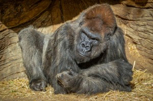 Gorilas del zoológico de San Diego recibirán la vacuna contra el Covid-19