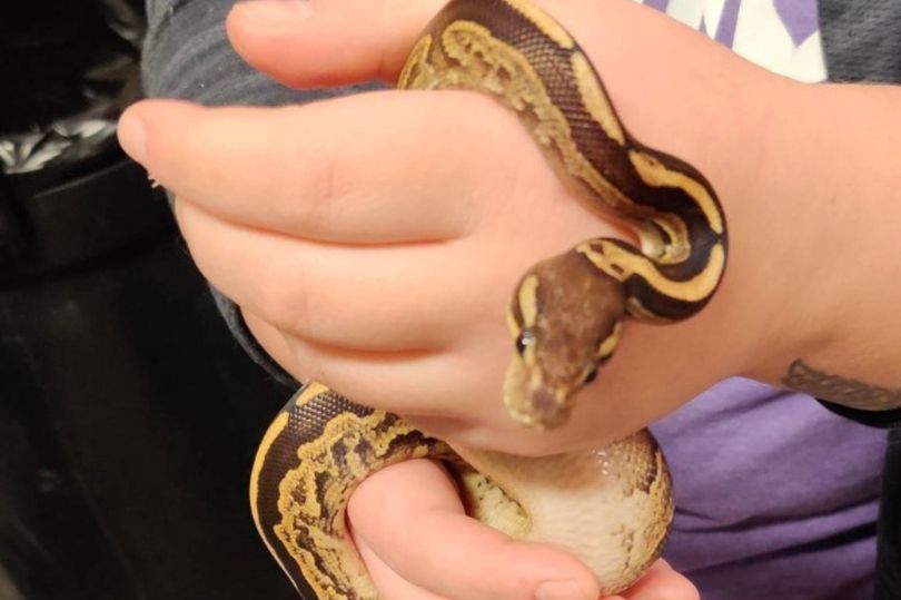 Sociedad Protectora de Animales de Wisconsin rescató decenas de serpientes y roedores en una casa