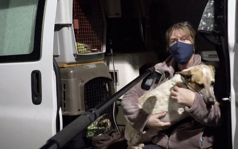 Capturaron a un sujeto en Oregón que robó una camioneta que llevaba una docena de perros