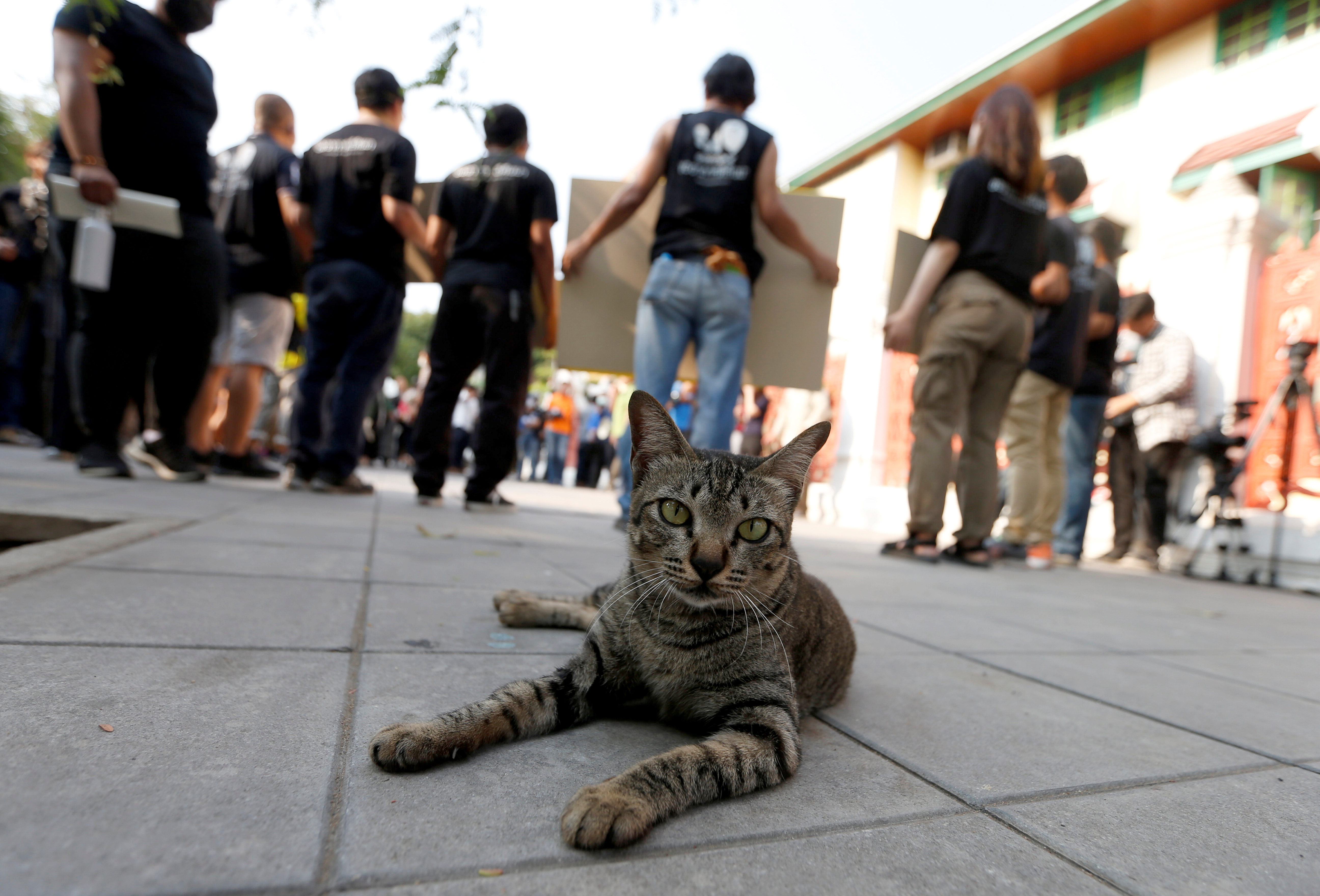 Confiscan seis gatos exóticos en operativo contra red narco en Tailandia