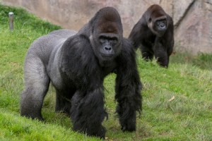 Gorilas de un zoológico en Atlanta dieron positivo por Covid-19