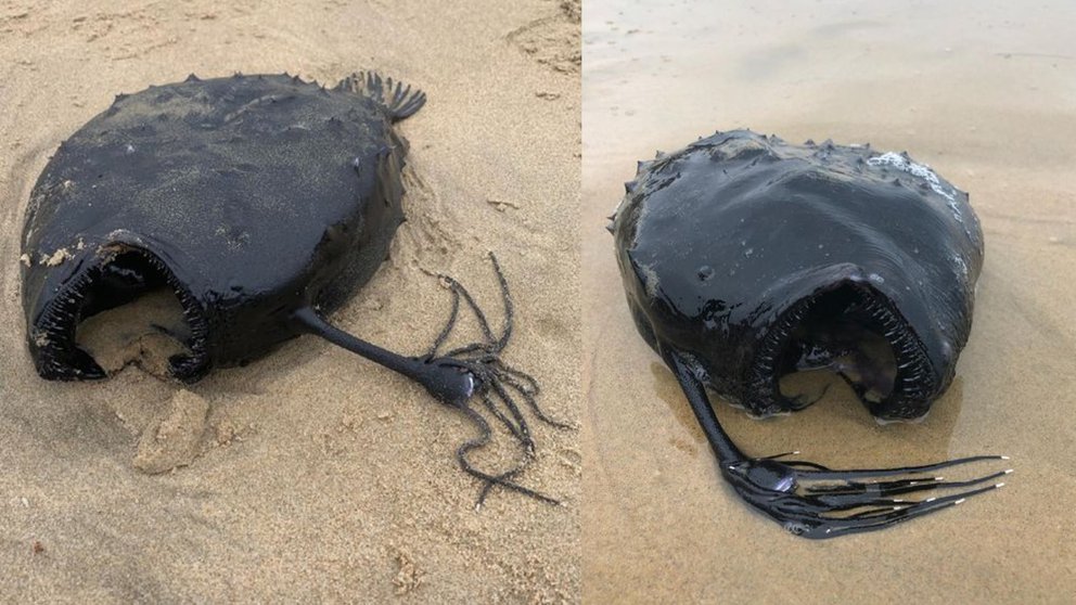 Monstruoso y misterioso pez apareció a la orilla de una playa en EEUU: Suele vivir a mil metros de profundidad (FOTOS)