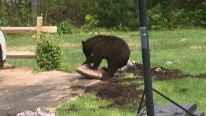 Aumentan encuentros con osos en el suroeste de Florida