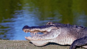 ¡Susto! Se consiguió a un gran caimán dentro de una oficina postal de Florida (Foto)