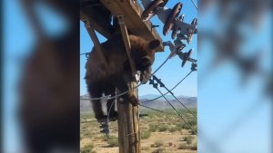 Hallaron un oso atascado en poste eléctrico en ciudad del sur de Arizona (VIDEO)