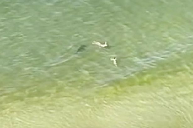 Dos mujeres nadaban en playa de Florida sin saber que un gigante tiburón estaba cerca merodeando (VIDEO)