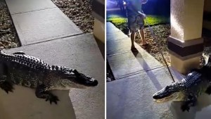 ¡Aterrador! Enorme caimán apareció en la casa de una familia en Florida (VIDEO)