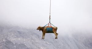 Vacas lesionadas vuelven en helicóptero a su hogar en un valle suizo y las fotos conquistan el mundo