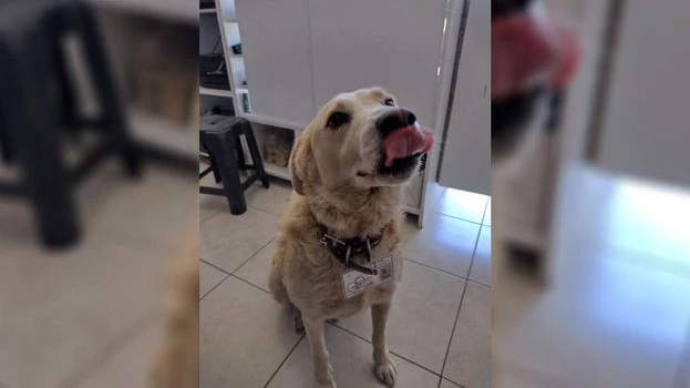“Matute”, el perro callejero que fue elegido como guardia de seguridad en una farmacia