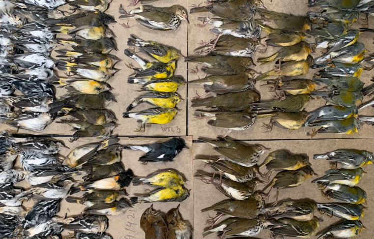 Aves migratorias murieron tras chocar contra ventanas en torres de Nueva York (Video)