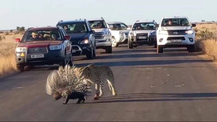VIRAL: Pelea entre leopardo y puercoespín sorprendió con su resultado final (Video)