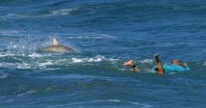 El pánico se apoderó de un surfista tras ser rodeado por varios tiburones en una playa de Florida
