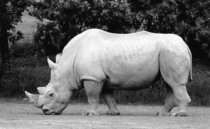 Muere en Italia a los 54 años el rinoceronte blanco más viejo del mundo
