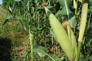 ¡Arepas en peligro! Guárico sembró solo 20% de su capacidad máxima en superficie de maíz