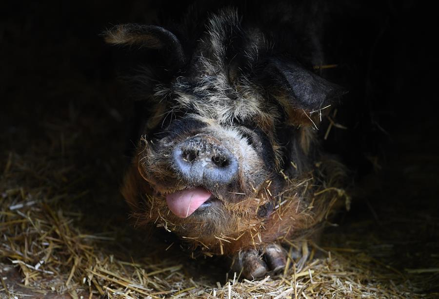 Granjas británicas sacrificarán miles de cerdos sanos por colapso de mataderos