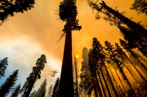 California eliminará más de 10 mil árboles afectados por los incendios
