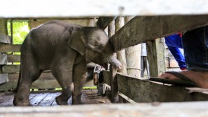 Bebé elefante pierde la mitad de su trompa tras caer en una trampa de cazadores en Indonesia (Fotos)