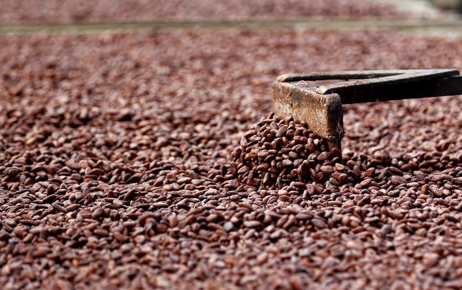 El cacao siembra esperanza en la Colombia olvidada