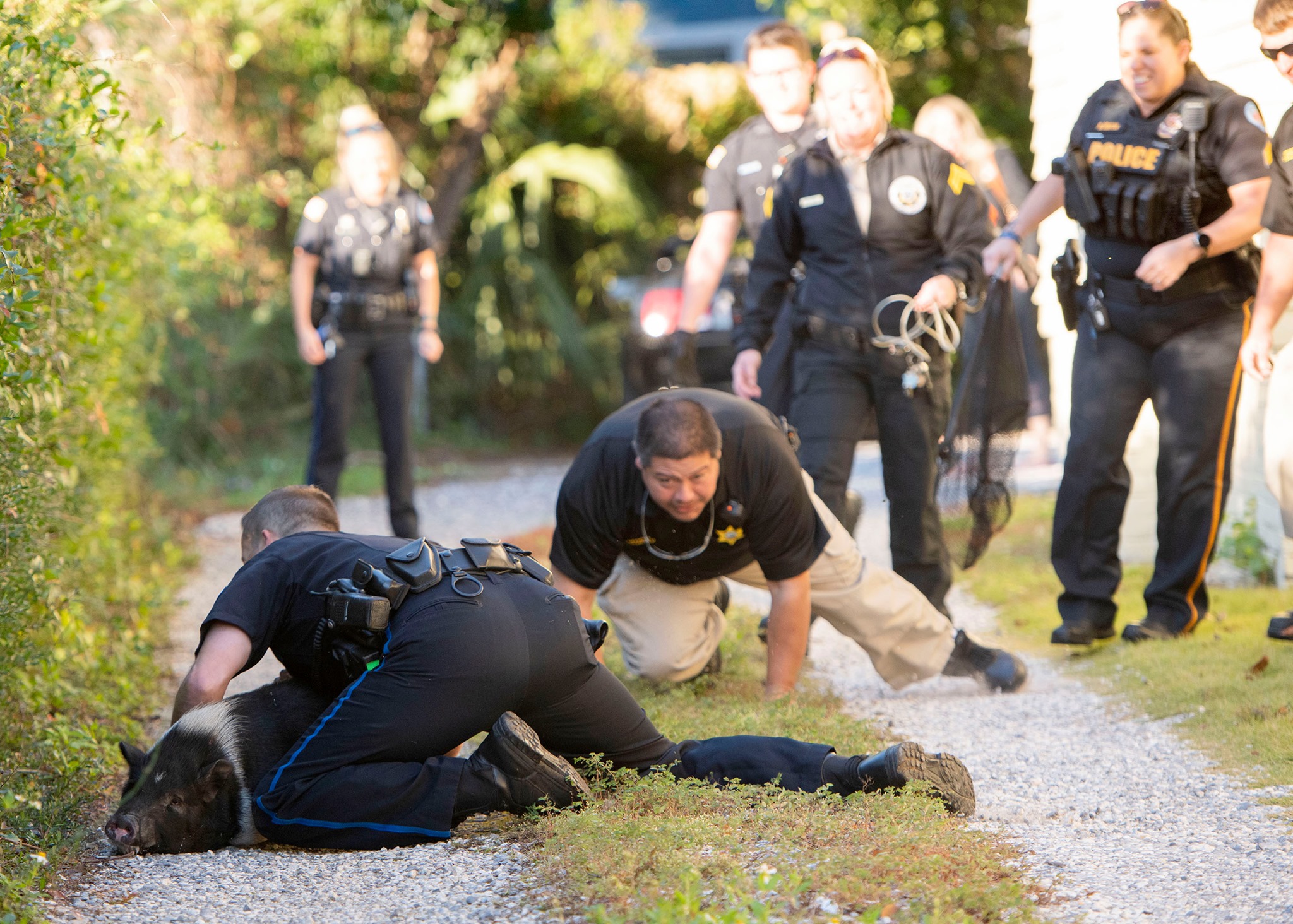Un cerdo protagoniza una persecución policial en Florida… y se convierte en meme (FOTOS)