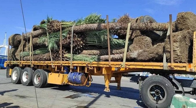 Alarma por extracción indiscriminada de palmeras en la Isla de Margarita