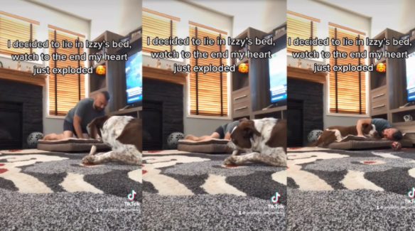 Un hombre se acostó en la cama de su perra y la reacción de ella enterneció y se hizo viral (Video)