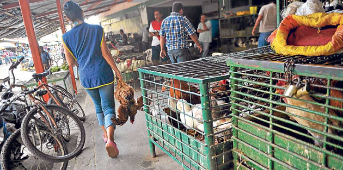 Comerciantes, a la expectativa de aumentar las ventas de gallinas vivas estas navidades en Lara