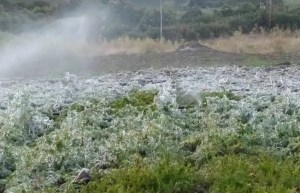 Preocupación en Trujillo: Productores pierden cosechas por las bajas temperaturas que se registran