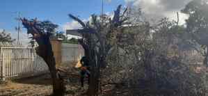 Tala indiscriminada en Lara: dejan sin árboles al Hospital Pastor Oropeza de Carora (FOTOS)