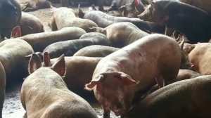 A punto de desaparecer en Táchira: granjas de cerdo sucumben ante los altos costos de producción