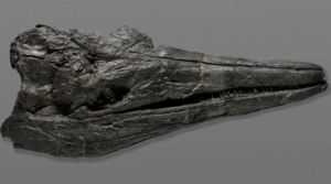 Monstruo marino: Hallaron cráneo fósil del que sería el primer animal gigante de la Tierra (FOTO)