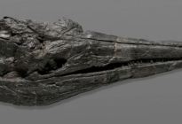 Monstruo marino: Hallaron cráneo fósil del que sería el primer animal gigante de la Tierra (FOTO)